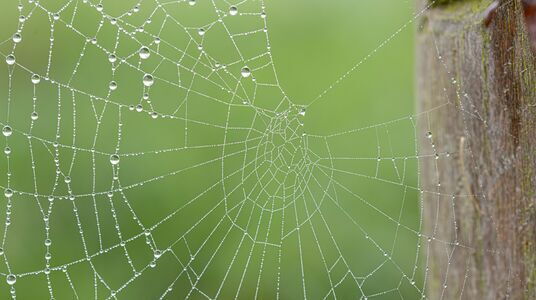 spinnenweb met waterdruppels
